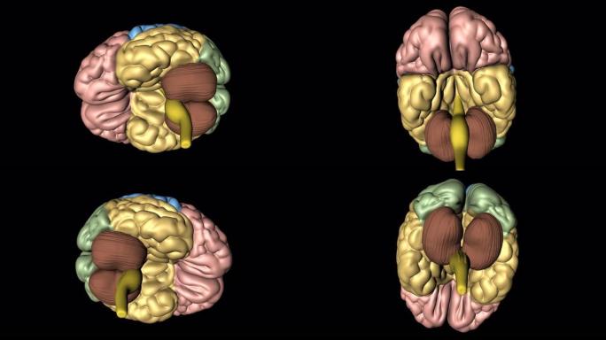 从下方看旋转的大脑，小脑和延髓