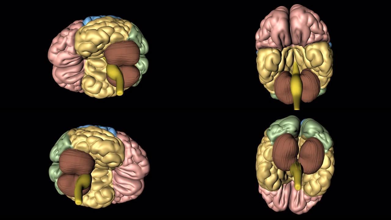 从下方看旋转的大脑，小脑和延髓
