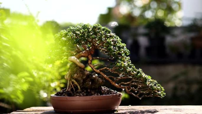 美丽的小盆景植物，盆景是一种日本艺术形式，它利用栽培技术在容器中生产模仿全尺寸树木的形状和规模的小树