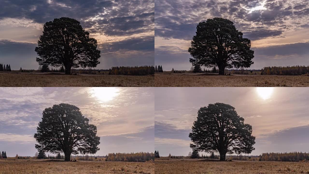 日落时田野里一棵孤独的树周围的过度移动，美丽的时间流逝，秋天的风景，视频循环
