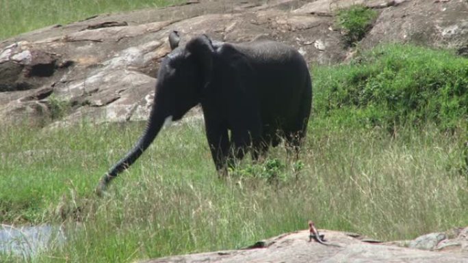 一只小agama蜥蜴看着大象向自己喷水