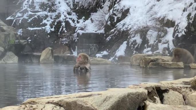 著名的雪猴在日本长野的天然温泉中沐浴