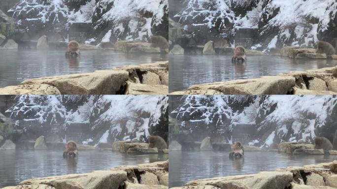 著名的雪猴在日本长野的天然温泉中沐浴