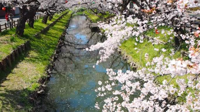 日本川越埼玉河沿岸樱花樱花