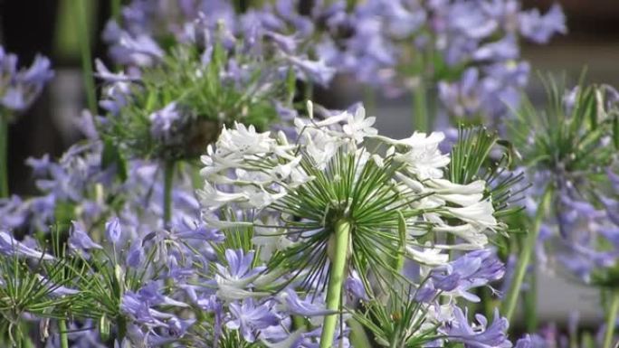 尼罗河的百合，或非洲百合 (Agapanthus) 花。