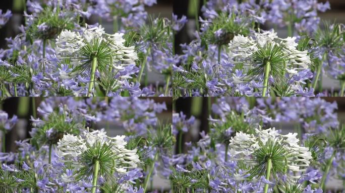 尼罗河的百合，或非洲百合 (Agapanthus) 花。