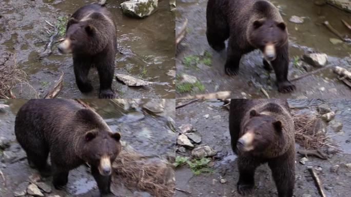 黑熊在阿拉斯加的河岸岩石中缓慢行走。