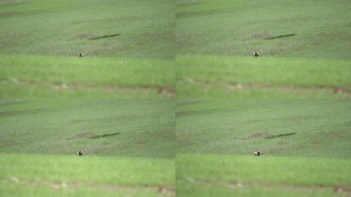 自由野生秃鹫在绿色草地
