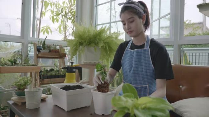 亚洲妇女的场景正在用手松开并铲土，以便在家里的花盆中种植绿色植物，内外进行家庭装修的概念