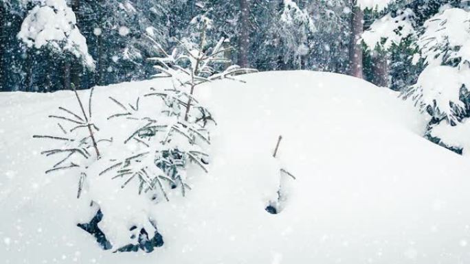 树枝上美丽蓬松的雪。从云杉树枝上飘落的雪很美。冬天的童话，雪中的树木被囚禁。下雪的冬季录像视频