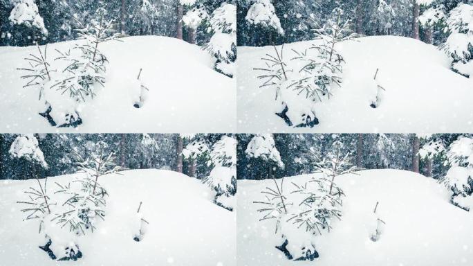 树枝上美丽蓬松的雪。从云杉树枝上飘落的雪很美。冬天的童话，雪中的树木被囚禁。下雪的冬季录像视频