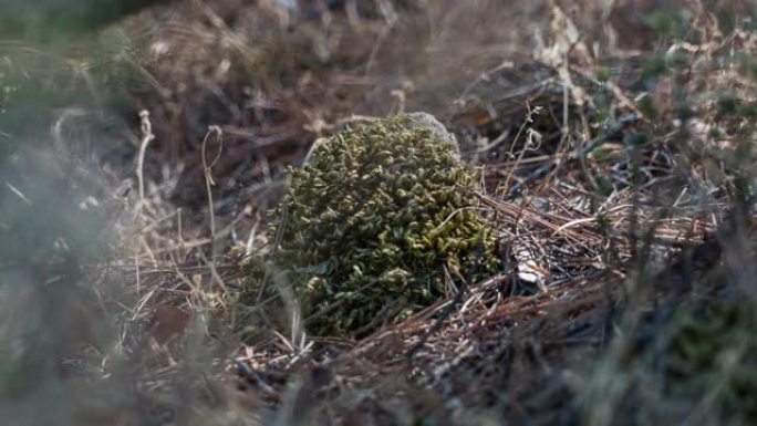 马德里布内迪亚植被水库