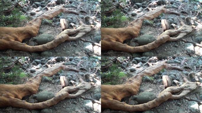 阿根廷巴塔哥尼亚的树根交织在地面上。