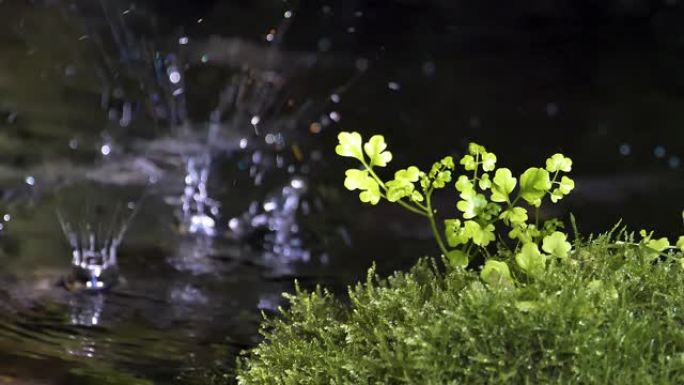 日本花园里岩石上的滴水