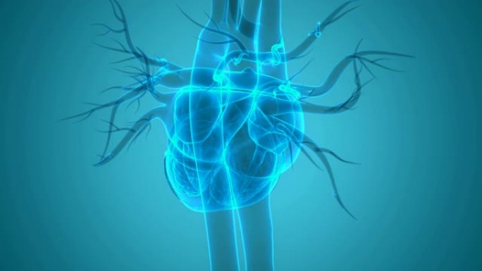 人体循环系统心脏跳动解剖动画概念