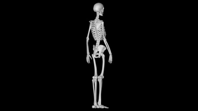 人体骨骼旋转黑色背景