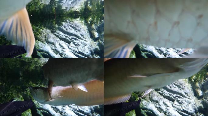 亚马逊大鱼银龙鱼的特写镜头