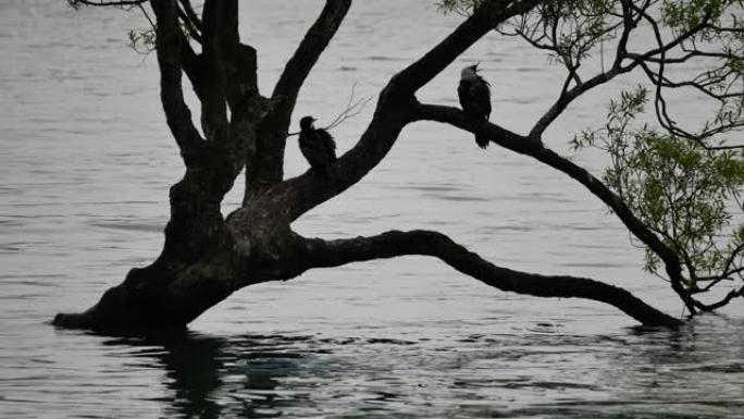 两只鸟在瓦纳卡树上折断