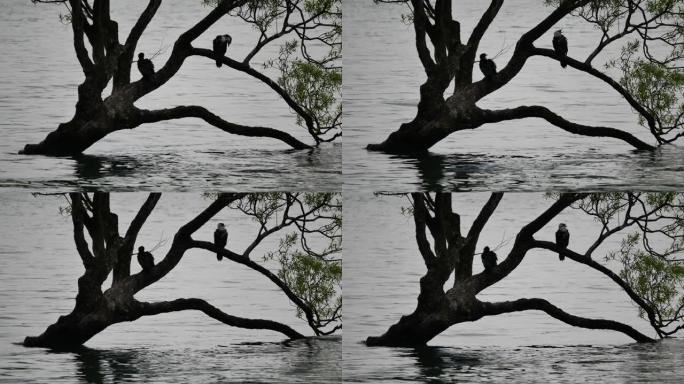 两只鸟在瓦纳卡树上折断