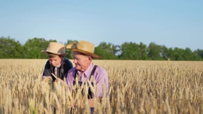 开朗的祖父农夫和他戴着草帽的孙子坐在麦田里，在收割季节对照蓝天检查麦穗成熟
