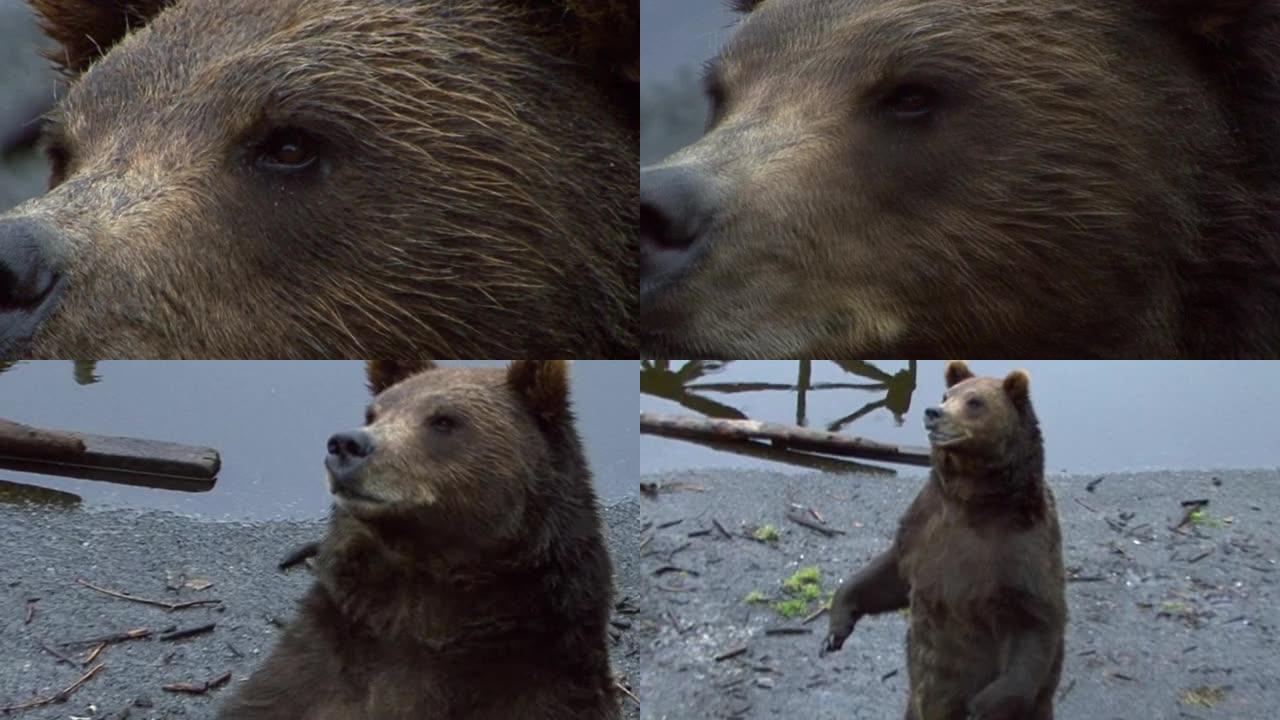 在熊眼上的极端特写，然后变宽，显示熊站在2英尺上。