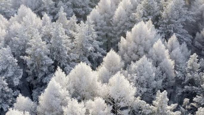冬季魔术: 冰雾，雾凇冰和白霜的美丽。阳光明媚的冬夜。空中射击。