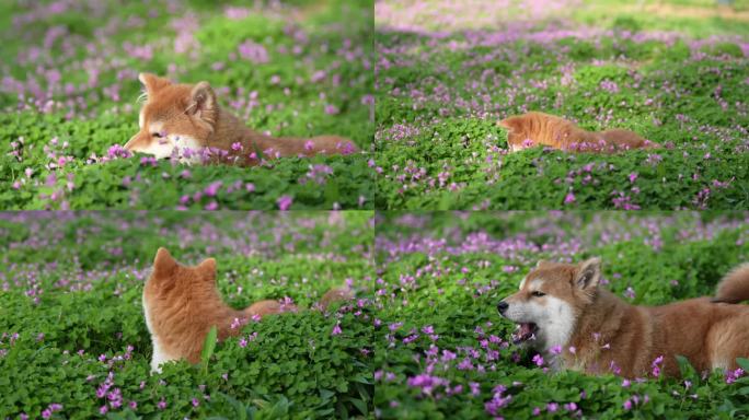 花丛中的小柴犬