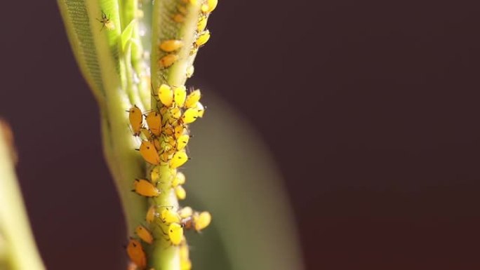 夹竹桃植物上的蚜虫虫害