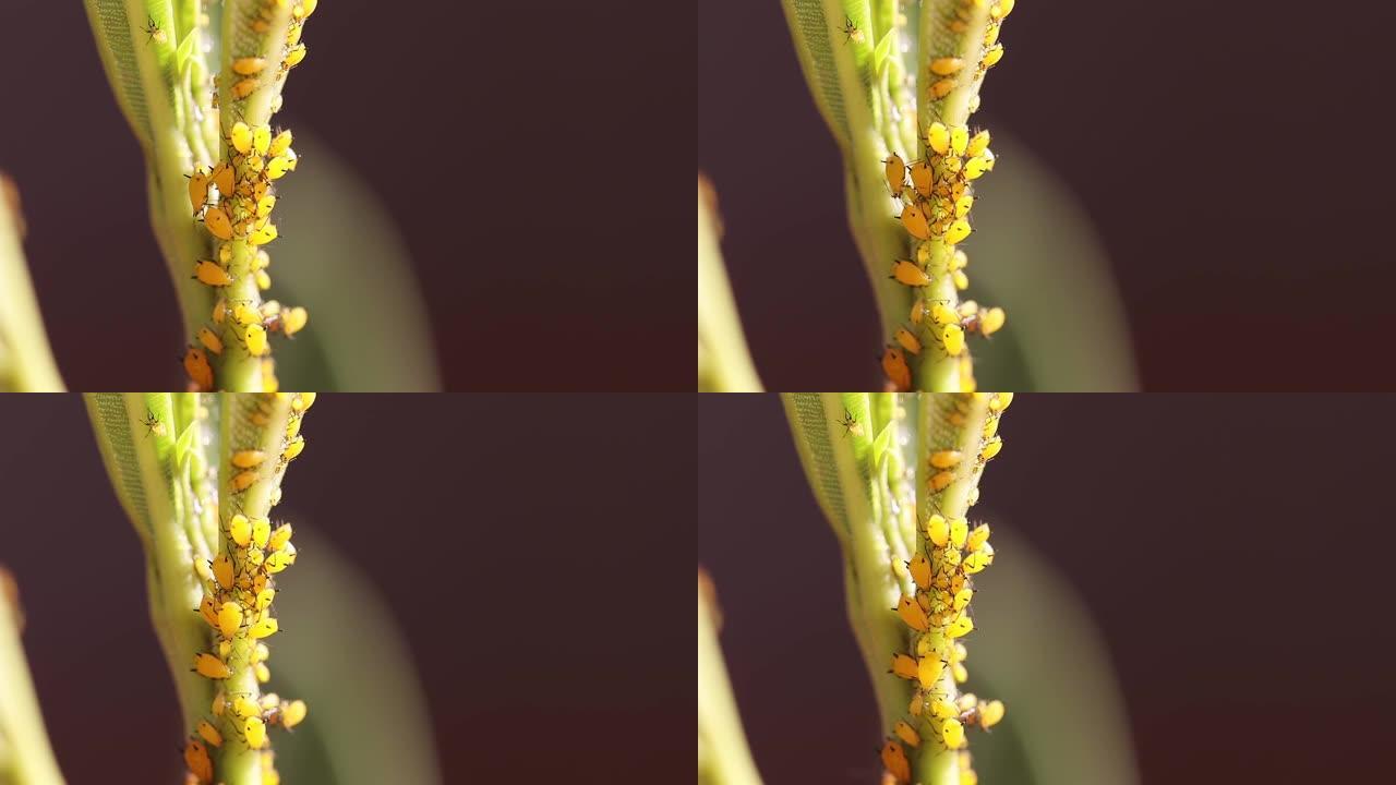 夹竹桃植物上的蚜虫虫害