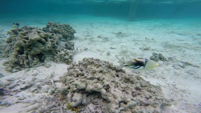 毕加索在硬珊瑚中触发鱼