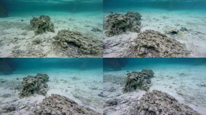 毕加索在硬珊瑚中触发鱼
