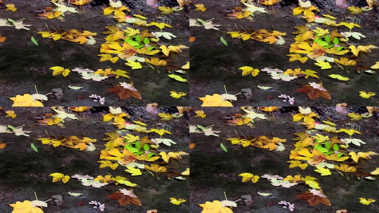 流过五颜六色的秋叶的水的特写