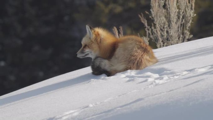 红色狐狸的高帧率剪辑，在侧面视图中，坐在雪地上