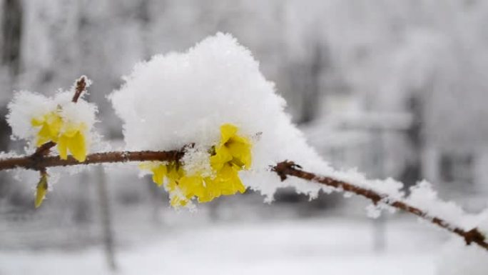 春季降雪期间，灌木丛上的黄色花朵被雪覆盖