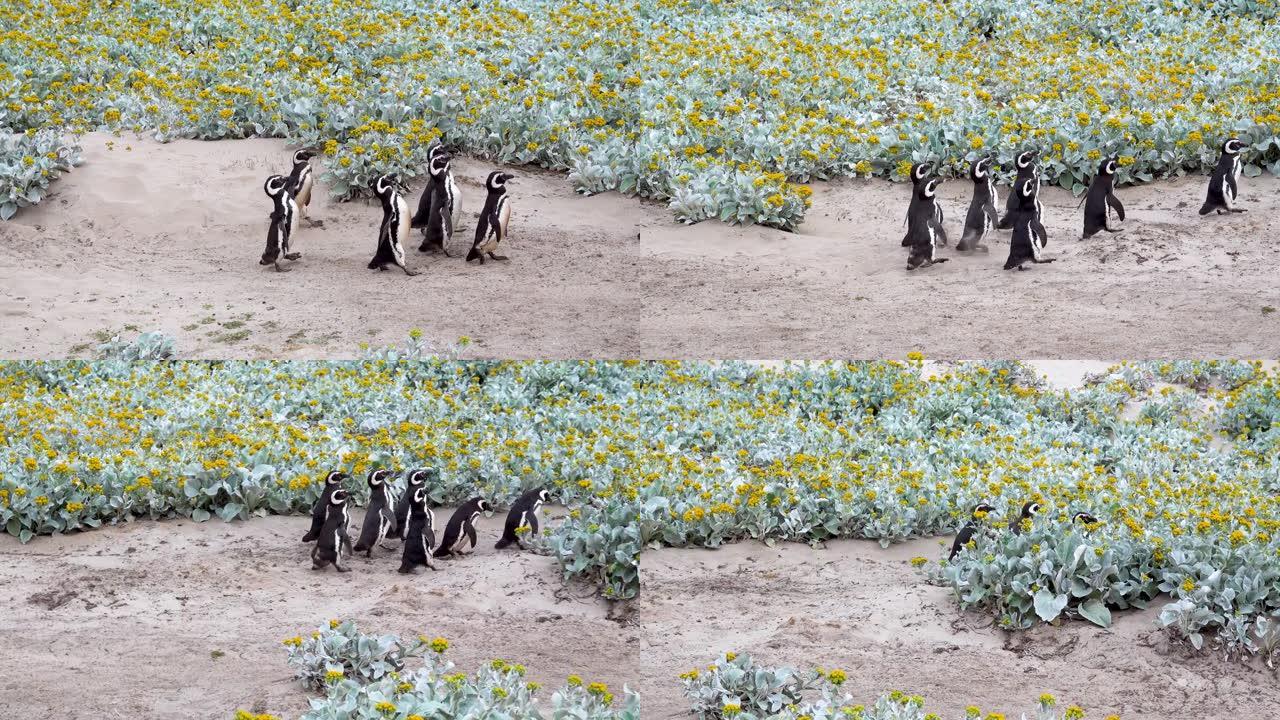 一小群下巴企鹅在奔波。最后，它们躲在一个黄色的小花丛中。