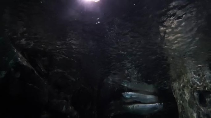 银龙鱼在明亮的灯光照亮的黑暗水中玩耍