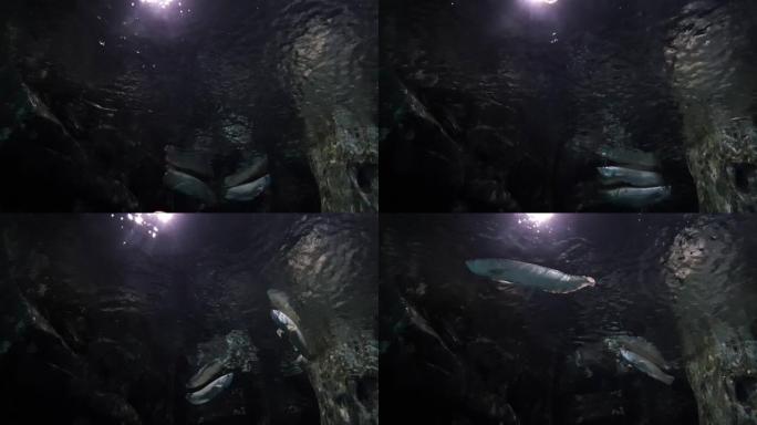 银龙鱼在明亮的灯光照亮的黑暗水中玩耍