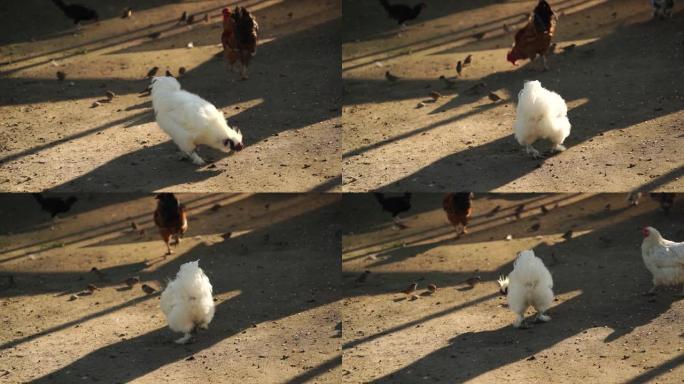 白公鸡在一个阳光明媚的日子在禽舍，慢动作