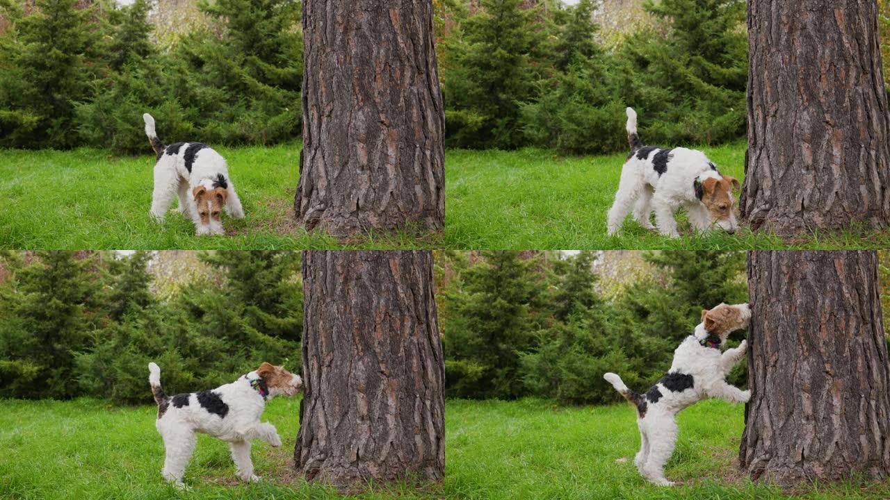 狗嗅着大树干和树干本身附近的草。宠物升至全高，将前爪放在树干上。特写。慢动作