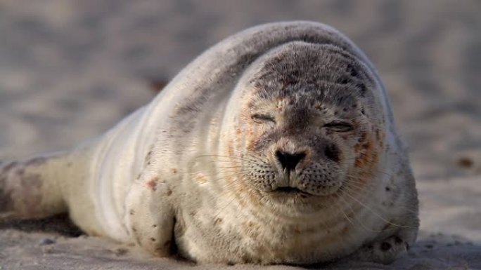 德国兰格奥格岛上的海豹野生动物