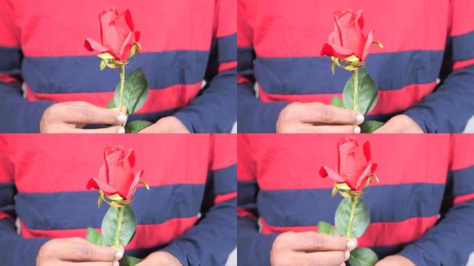不被认出的人手握玫瑰花在白色背景上