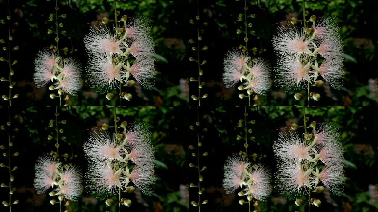 早晨在日本冲绳的宫古岛上的Barringtonia racemosa或粉扑树的花