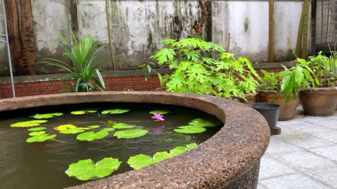 雨天的后院