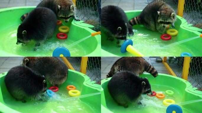 一群有趣的浣熊在绿色的盆水中玩玩具。有趣的游戏动物