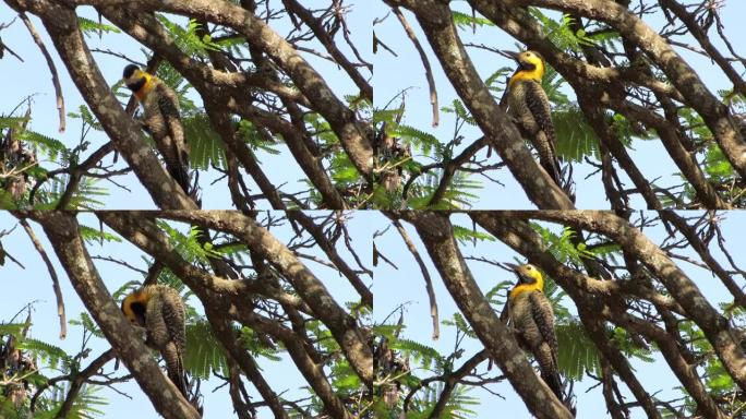 Campo闪烁 (Colaptes campestris) 啄木鸟爬行。