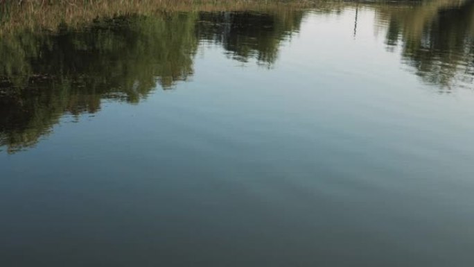 河流，河流中树木的倒影，湖中。