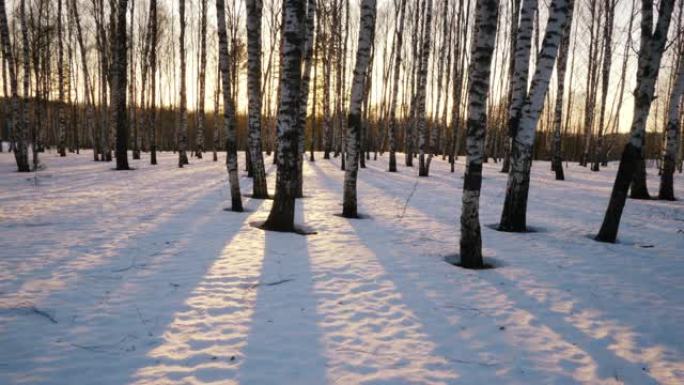冬日森林中的日落雪林雪景日落