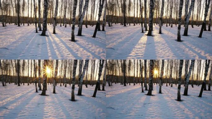 冬日森林中的日落雪林雪景日落