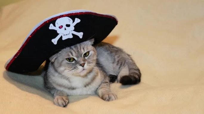 海盗形象中的苏格兰折叠猫