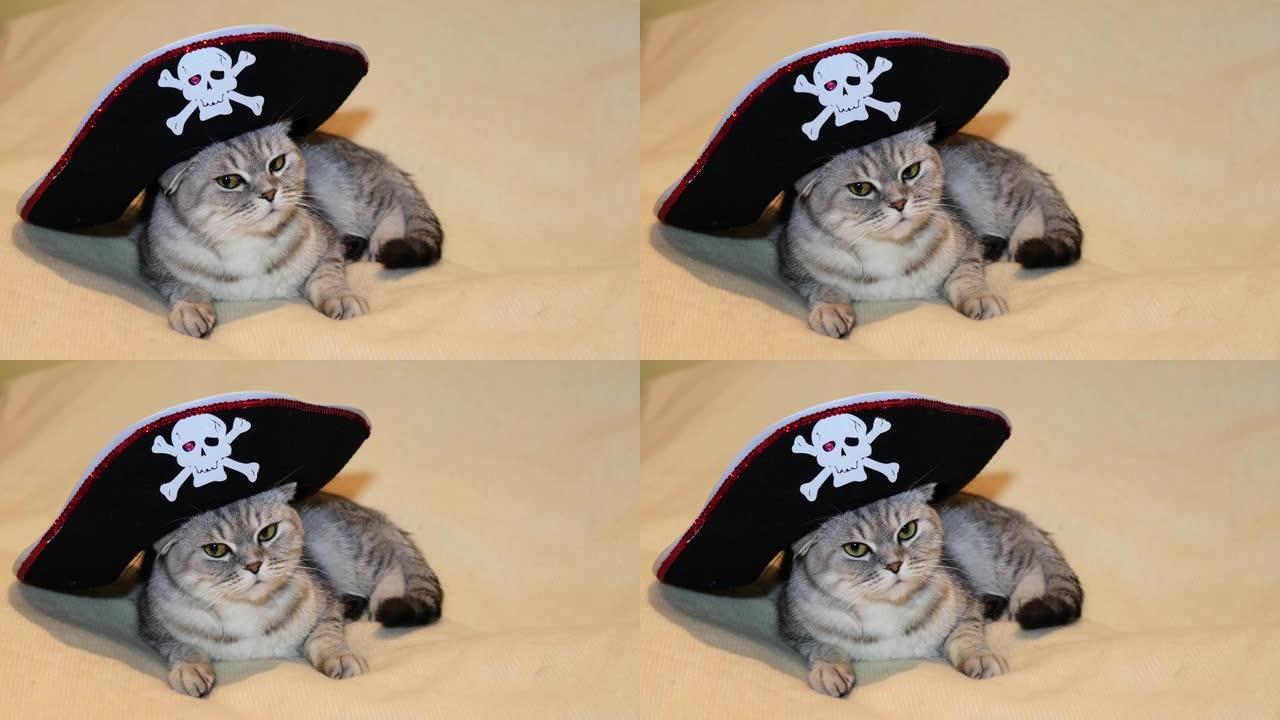 海盗形象中的苏格兰折叠猫